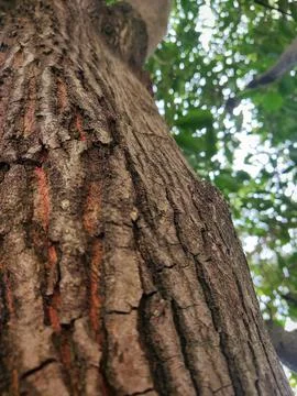 Tree bark background 21 Stock Photos