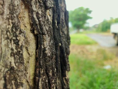 Tree bark background 22 Stock Photos