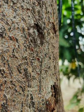Tree bark background 23 Stock Photos