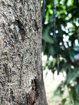 Tree bark background 24 Stock Photos