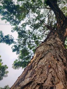 Tree bark background 25 Stock Photos