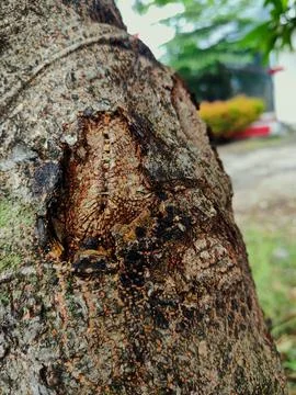 Tree bark background 26 Stock Photos