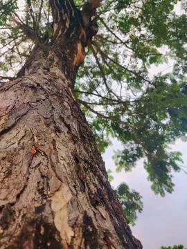 Tree bark background 27 Stock Photos