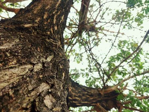 Tree bark background 29 Stock Photos