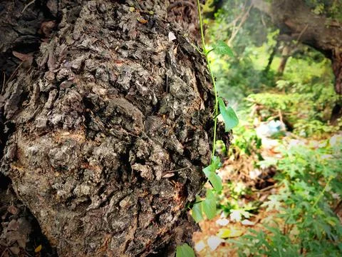 Tree bark background 3 Stock Photos