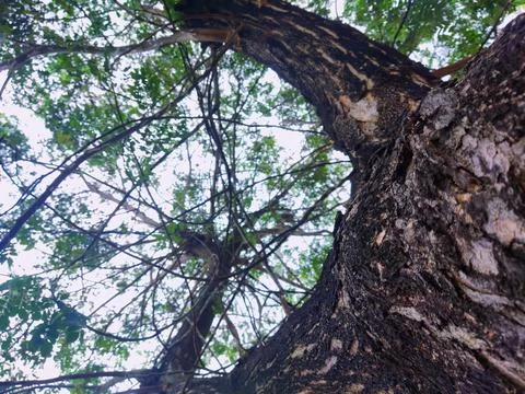 Tree bark background 30 Stock Photos