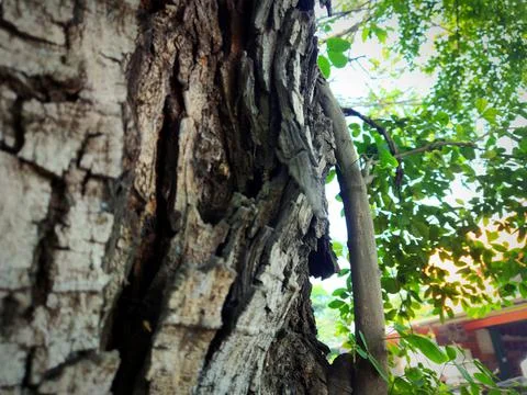Tree bark background 4 Stock Photos