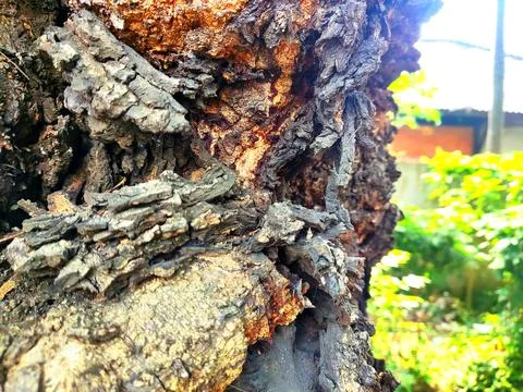Tree bark background 5 Stock Photos