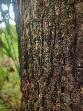 Tree bark background 7 Stock Photos