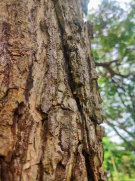 Tree bark background 8 Stock Photos