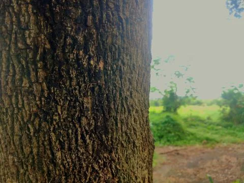 Tree bark background 9 Stock Photos