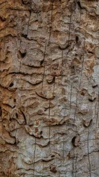 Tree bark as a background for artists, texture Stock Photos