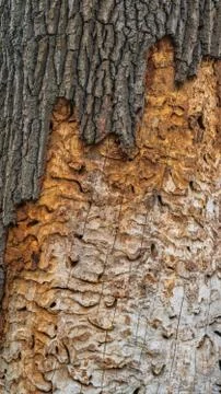 Tree bark as a background for artists, texture Stock Photos