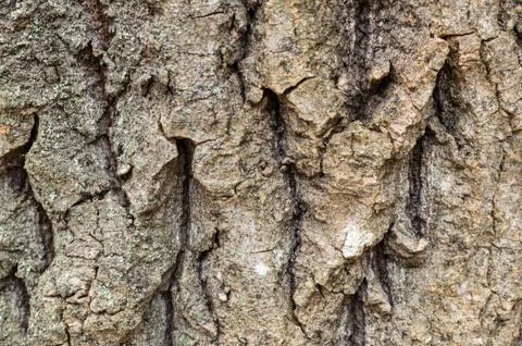 Tree bark background. Brown texture of the old tree. Stock Photos