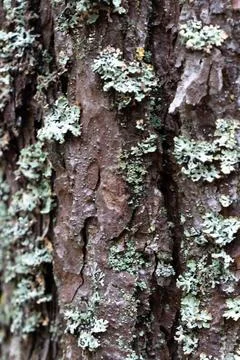 Tree bark background. Closeup of tree bark with moss. Stock Photos