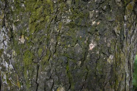 Tree bark background covered with green moss Stock Photos