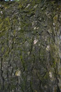 Tree bark background covered with green moss Stock Photos