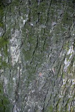 Tree bark background covered with green moss Stock Photos