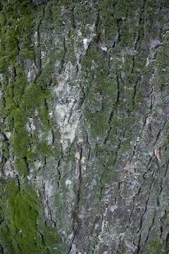 Tree bark background covered with green moss Stock Photos