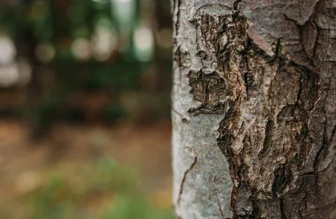 Tree , bark, background, flower Stock-Fotos
