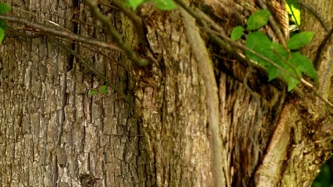 Tree Bark Background Stock Footage 77458011