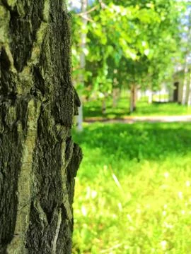 Tree bark on a background of green grass Foto stock