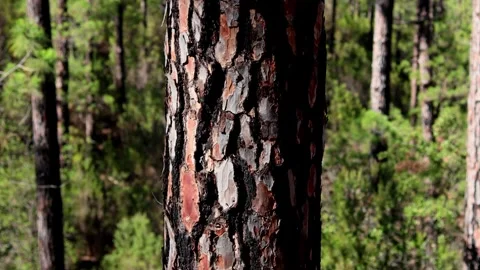 Tree bark background in a Mediterranean forest 4k 25fps video Stockbeeldmateriaal 301404220