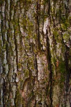 Tree bark background with moss Stock Photos
