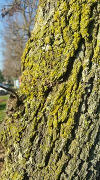 Tree bark background with moss Foto stock