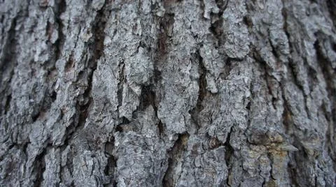Tree bark background, old tree bark Stock Photos