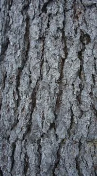 Tree bark background, old tree bark vertical photo Stock Photos