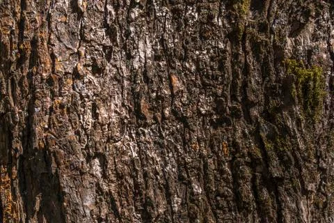 Tree bark for background or texture Stock Photos