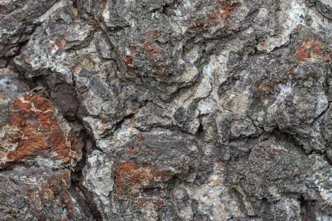 Tree bark as background or texture Stock Photos