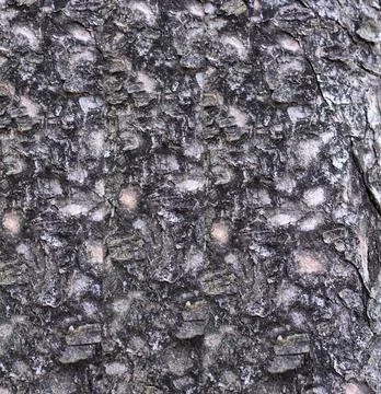 Tree bark background. Pattern and texture of tree bark. 스톡 사진