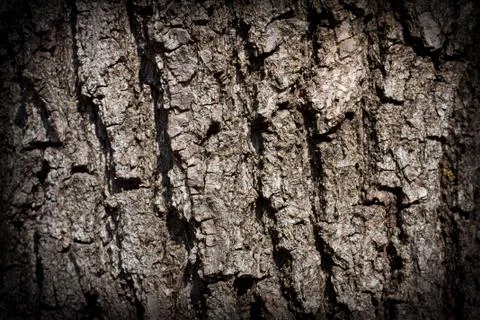 Tree bark in the background Stock Photos