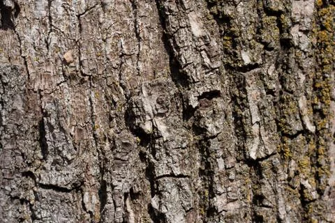 Tree bark in the background Stock Photos