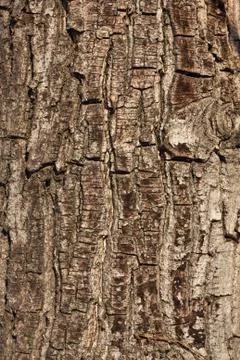 Tree bark in the background Stock Photos