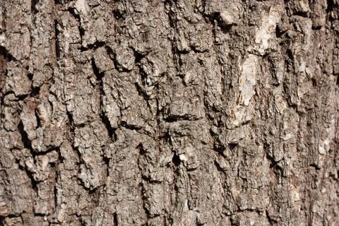 Tree bark in the background Stock Photos
