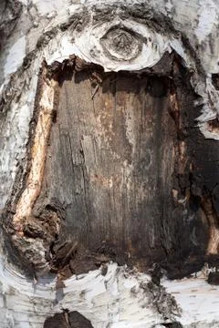 Tree bark in the background Stock Photos