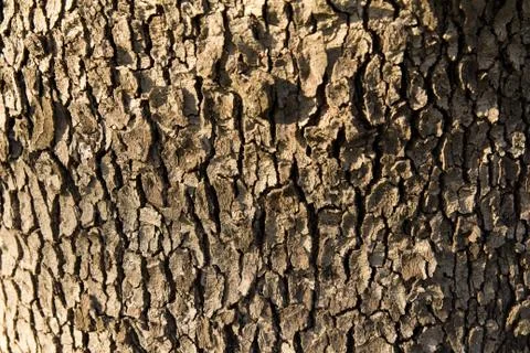 Tree bark in the background Stock Photos