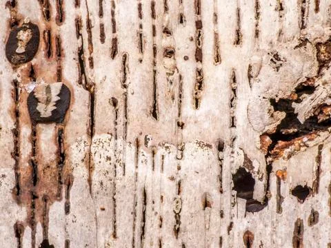 Tree bark background Stock Photos