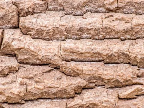 Tree bark background Stock Photos