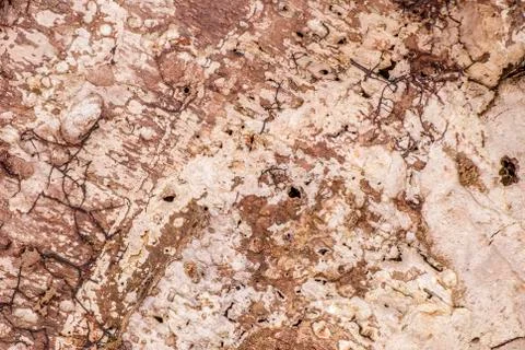 Tree bark background Foto stock