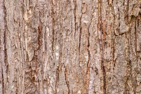 Tree bark background Stock Photos