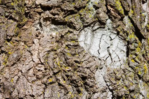 Tree bark background. Stock Photos