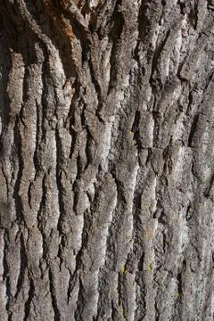 Tree bark background. Stock Photos