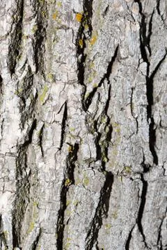 Tree bark background. Stock Photos