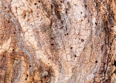Tree bark background Stock Photos
