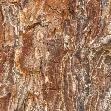 Tree bark background Stock Photos