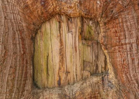 Tree bark background Stock Photos